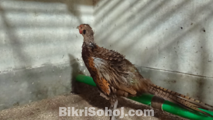 পোষা প্রাণী  রিং নেক ফ্রিজেন্ট